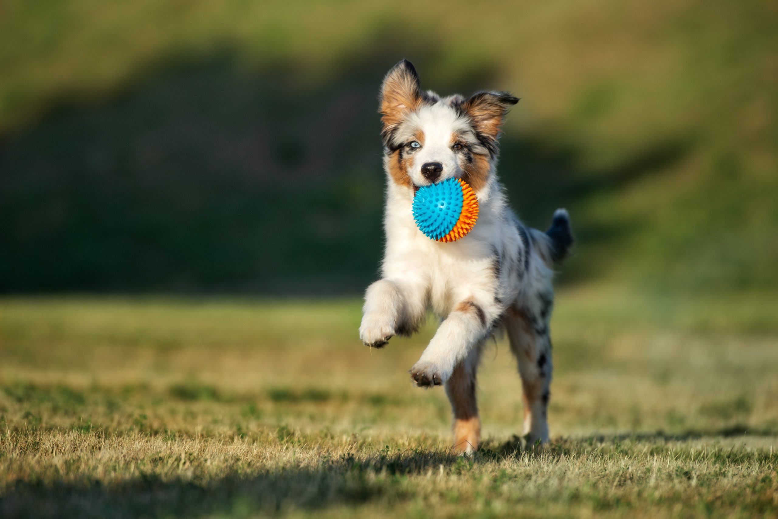 happy puppy running outdoors with a ball