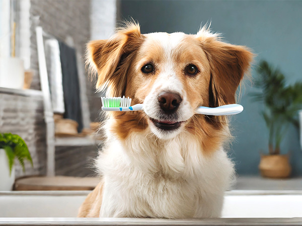 COHAT: Dog with toothbrush