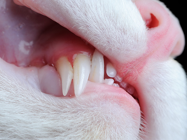 Cat with Retained Deciduous Teeth