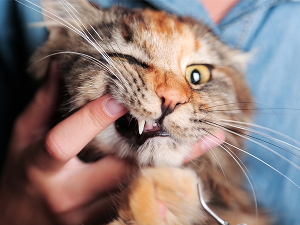 Cat with Feline Stomatitis dental cleaning