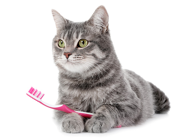 Cat with toothbrush