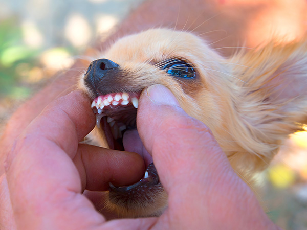 Dog with Retained Deciduous Teeth