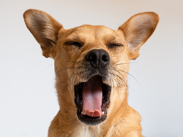 Dog dental exam with open mouth