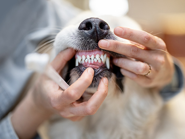 Pet Dental Radiographs