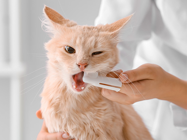 cat dental cleaning