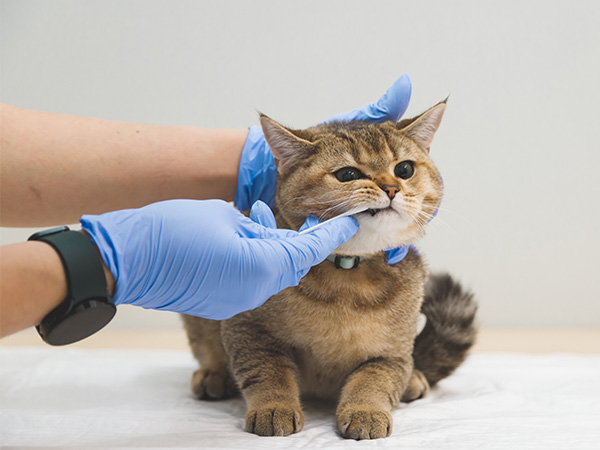 cat dental exam