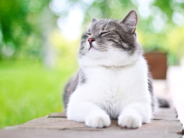 happy cat recovered from feline stomatitis