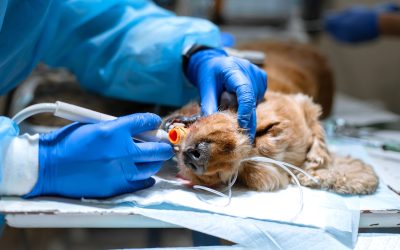 Anesthesia in Pet Dentistry: Debunking Fears and Ensuring Safety