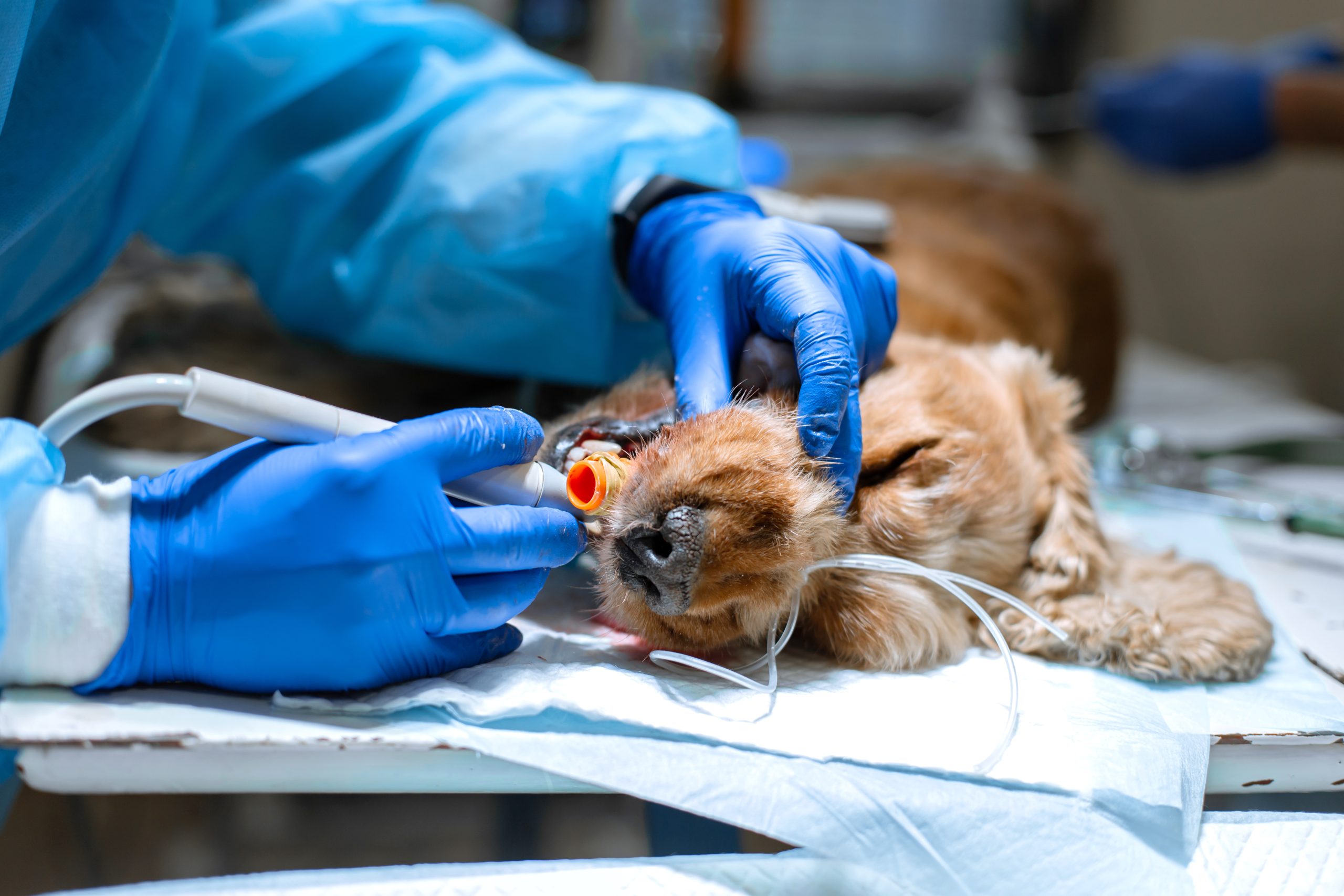 Anesthesia in Pet Dentistry