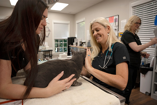 Cat examination prior to professional teeth cleaning at veterinary dental clinic