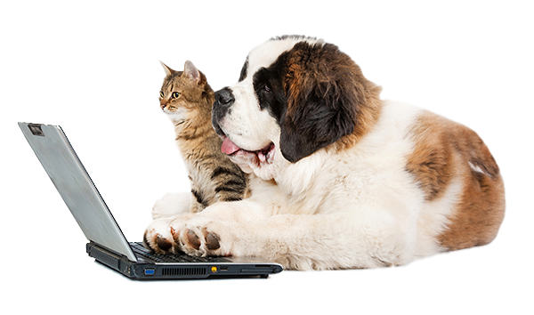 Contact VDCA dog and cat on computer