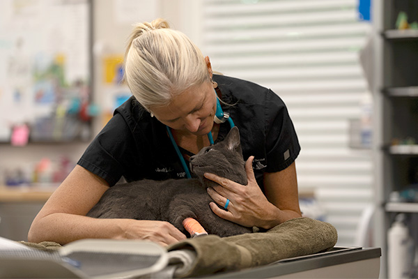 Dr. Jodi and cat cuddling after professional dental procedure at veterinary dental clinic