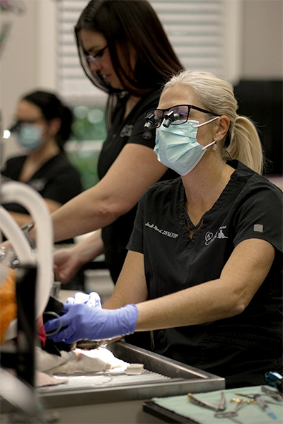 Dr. Jodi performing veterinary dental procedure at veterinary dental clinic