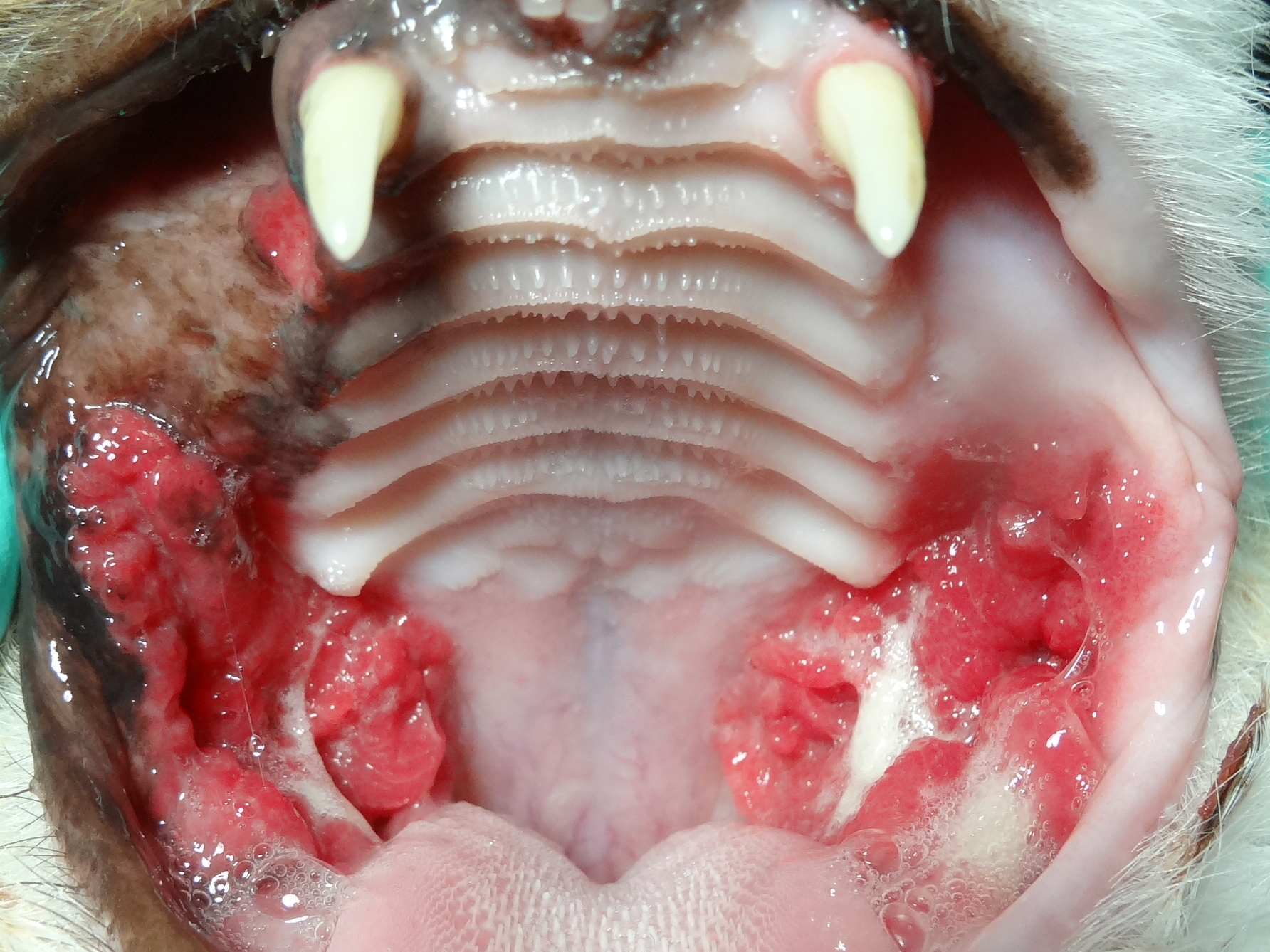 Caudal oral mucosa inflammation