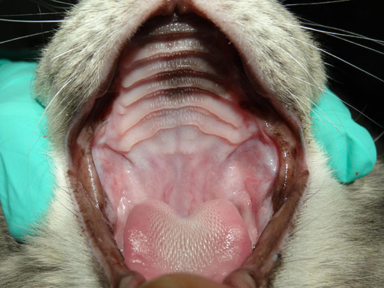 Caudal oral mucosa inflammation