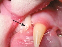 Tooth Resorption in Cats-Photo 1