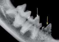 Tooth Resorption in Cats-Photo 2