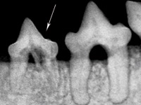 Tooth Resorption in Cats-Photo 3