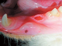 Tooth Resorption in Cats-Photo 5