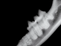 Tooth Resorption in Cats-Photo 6