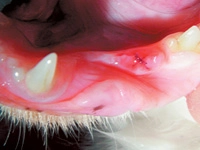 Tooth Resorption in Cats-Photo 7