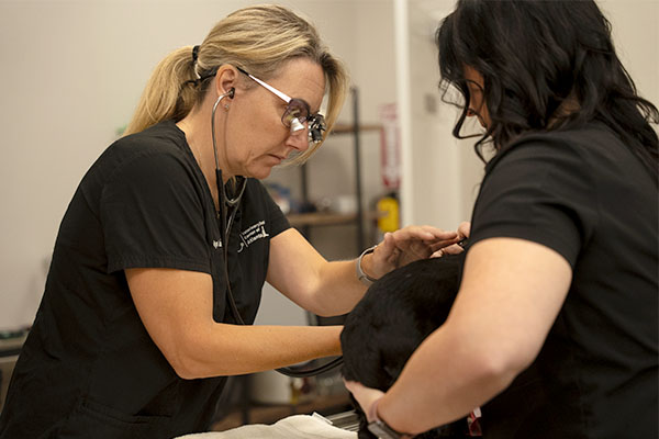 Veterinarian, Dr. Carolyn, examining dog's teeth during dental checkup