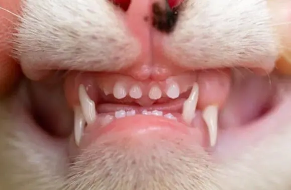 baby-kitten-teeth