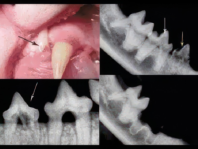 Tooth Resorption in Cats: How to Identify it. Vet Dental Center Atlanta