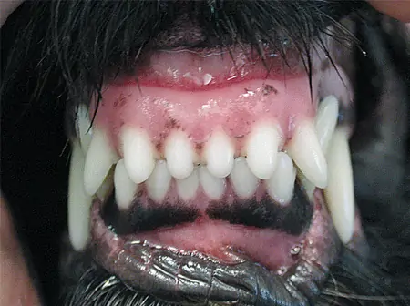 What is Dental Malocclusion in Dogs  | Vet Dental Center of Atlanta