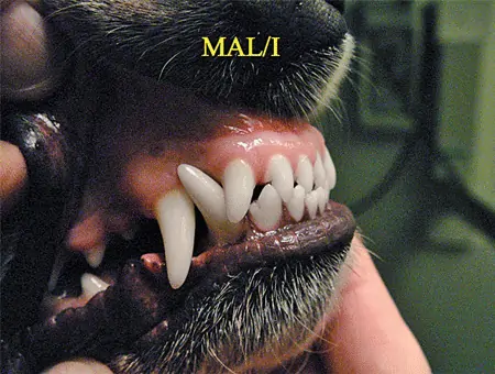 Dental Malocclusion Photo 4