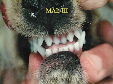 Dental Malocclusion Photo 6<br />
