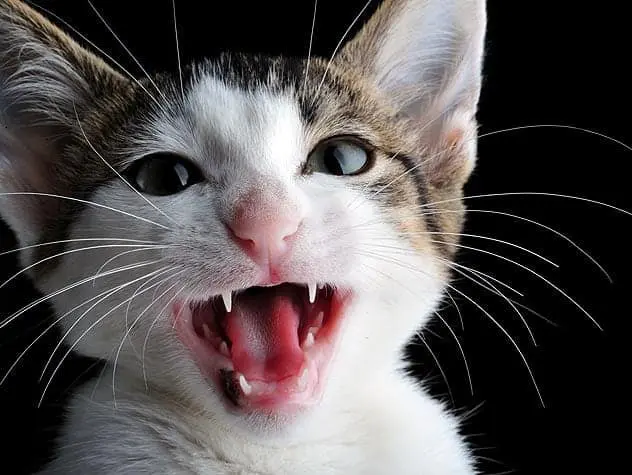 Veterinary Dental Center of Atlanta for Cat Baby Teeth Care