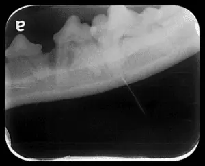 the-lower-left-premolars-and-molars-in-a-dog