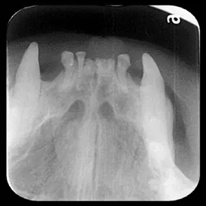 The Key to Vet Dental Health: Radiographs at Atlanta Center