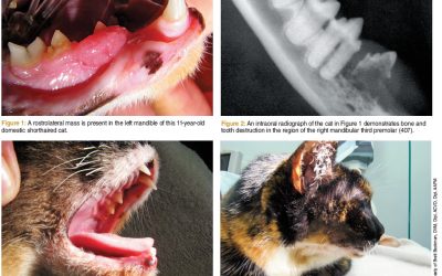 Oral Squamous Cell Carcinoma Treatment for Cats – VDC Atlanta