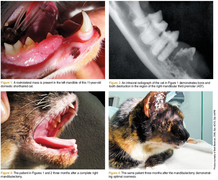 Oral Squamous Cell Carcinoma Treatment for Cats