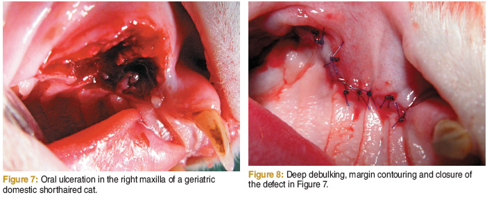 Oral Squamous Cell